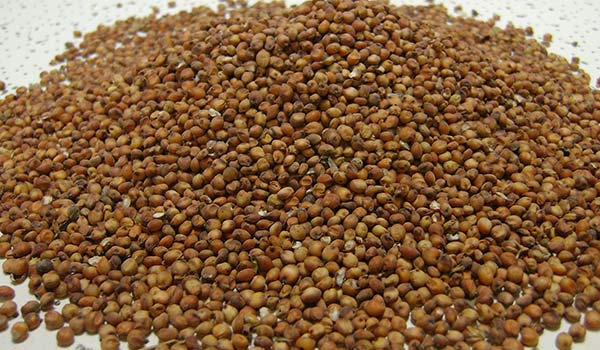 Sorgo